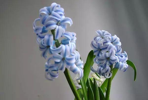 世界上最美的花,你同意嗎?