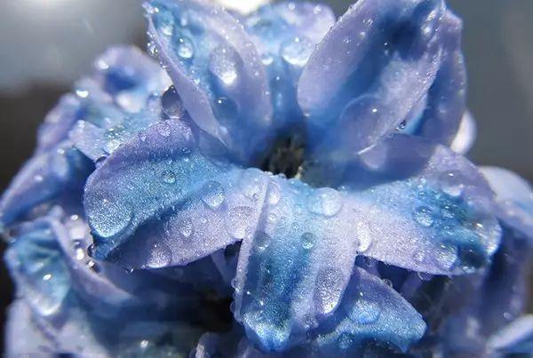 世界上最美的花,你同意嗎?