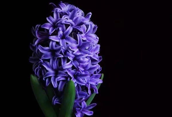 世界上最美的花,你同意嗎?