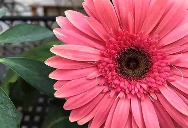 世界上最美的花,你同意嗎?