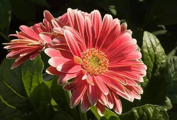 世界上最美的花,你同意嗎?