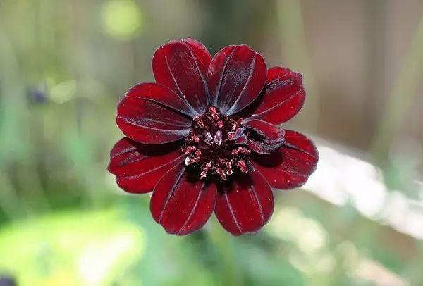 世界上最美的花,你同意嗎?
