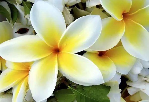 世界上最美的花,你同意嗎?