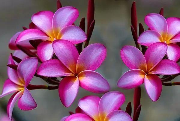 世界上最美的花,你同意嗎?