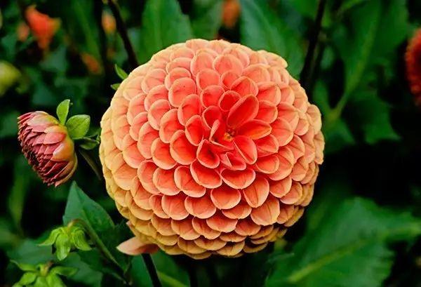 世界上最美的花,你同意嗎?