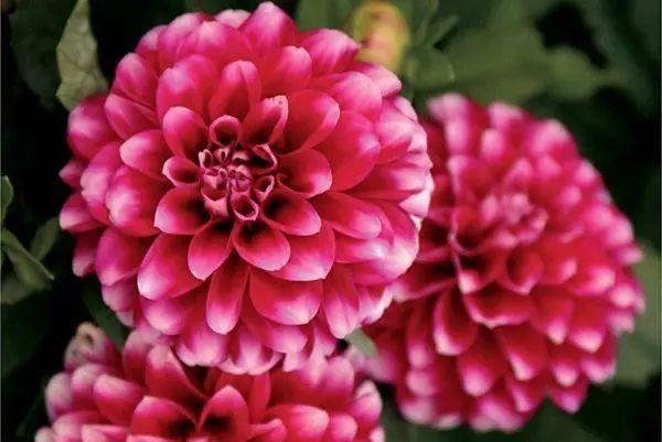 世界上最美的花,你同意嗎?