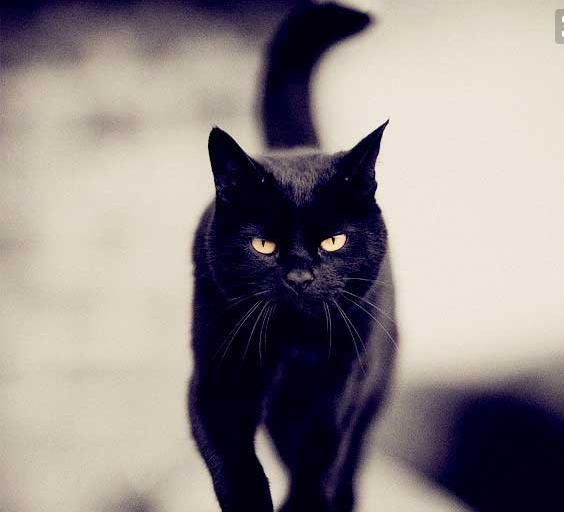 故事：與黑貓對視，眼神詭異，提著月餅回家，差點嚇著！