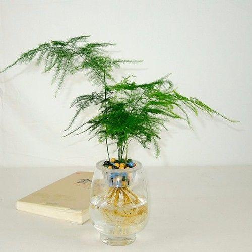 幾種花草,加上小小竅門,水培原來這麼美好!