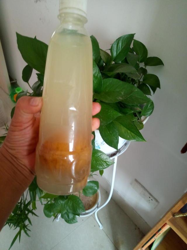 幾種水果皮,養花比花肥還靈! 發飆似的爆盆開花