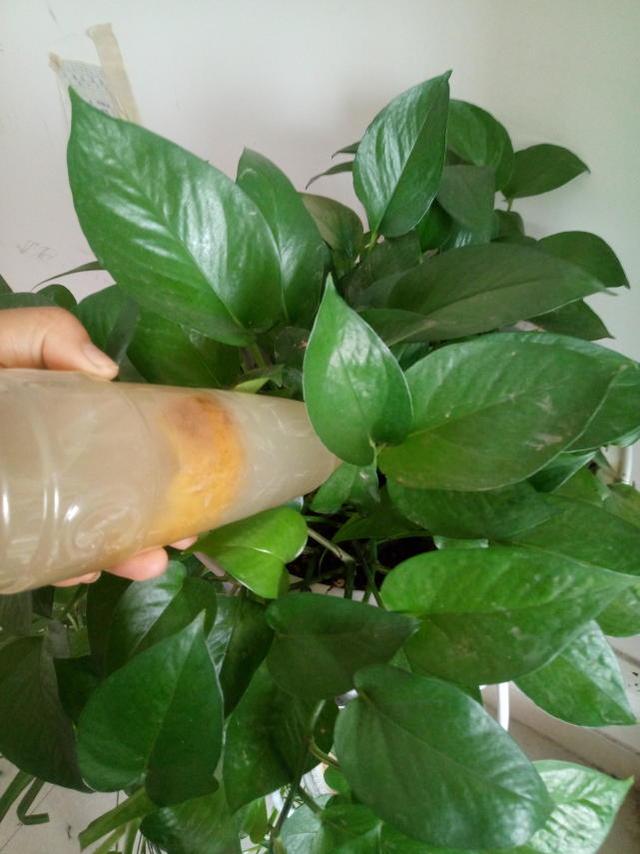 幾種水果皮,養花比花肥還靈! 發飆似的爆盆開花