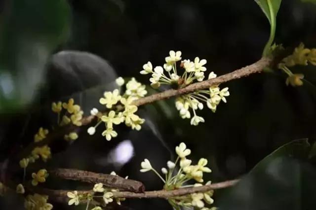 最美中秋,但願人長久,千里共嬋娟