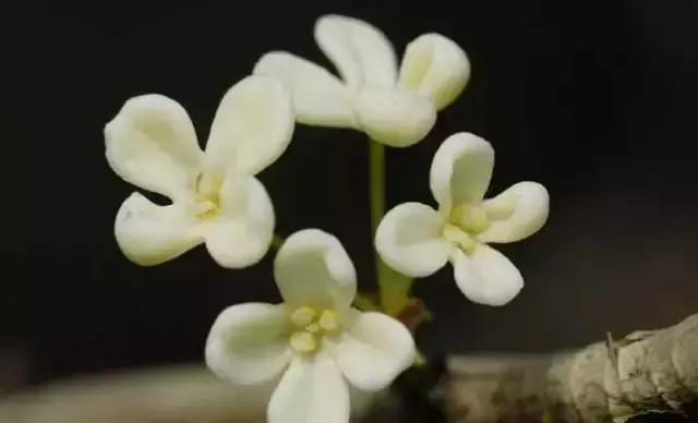 最美中秋,但願人長久,千里共嬋娟