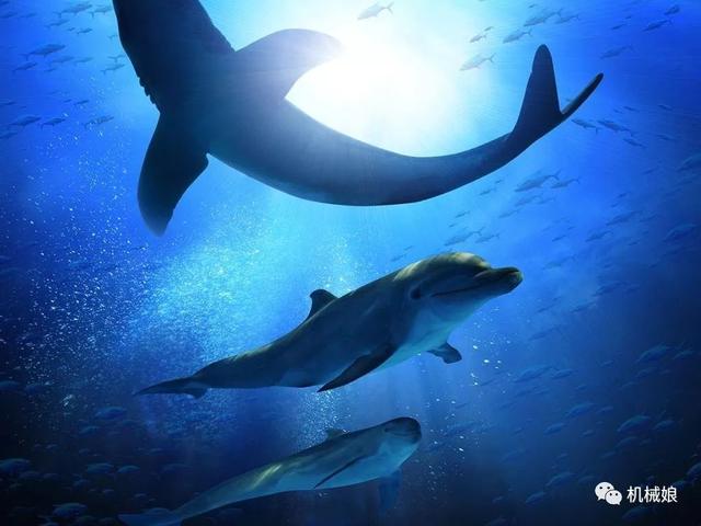 鯊魚為什麼會害怕海豚? 海豚真的很危險嗎?