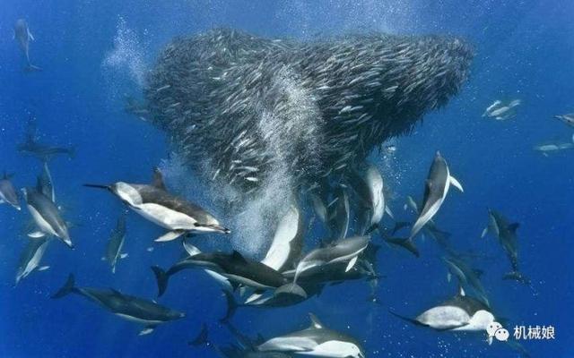 鯊魚為什麼會害怕海豚? 海豚真的很危險嗎?