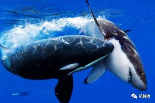 鯊魚為什麼會害怕海豚？ 海豚真的很危險嗎？