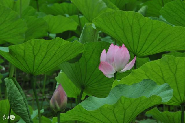 人生,有時候過不去的是自己《精闢》