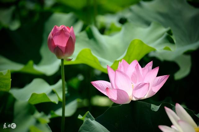 人生,有時候過不去的是自己《精闢》