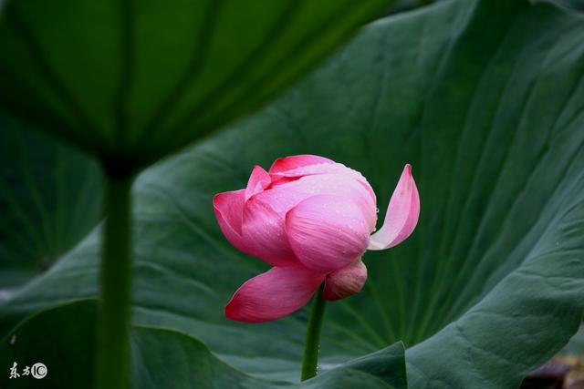 人生,有時候過不去的是自己《精闢》