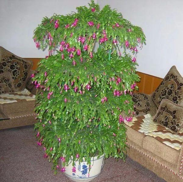 知道這些,蟹爪蘭非但不死,必開兩次花!