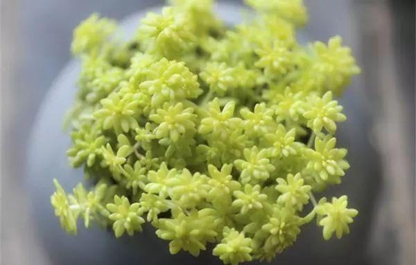 這幾種花絕對不能寵著,越賤養越能爆盆
