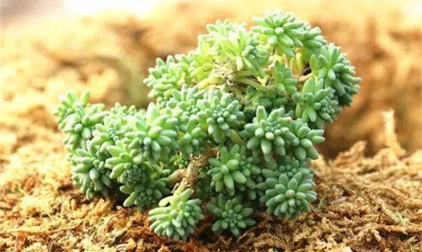 這幾種花絕對不能寵著,越賤養越能爆盆
