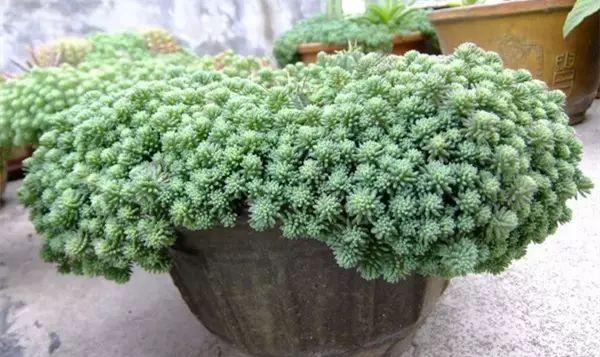 這幾種花絕對不能寵著,越賤養越能爆盆