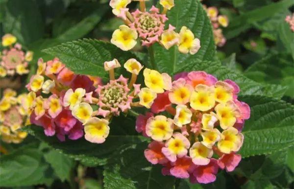 這幾種花絕對不能寵著,越賤養越能爆盆