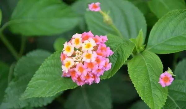 這幾種花絕對不能寵著,越賤養越能爆盆