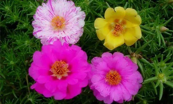 這幾種花絕對不能寵著,越賤養越能爆盆