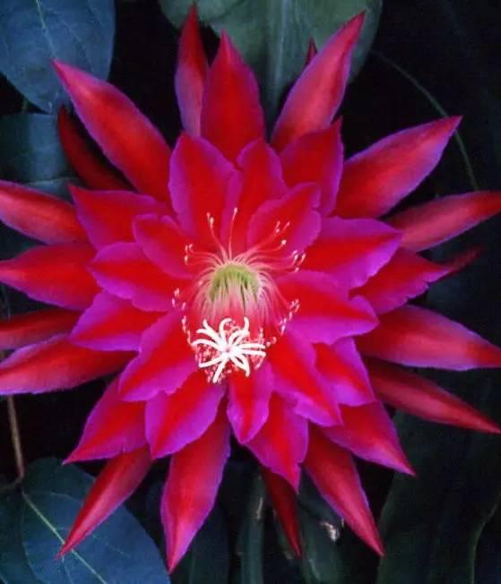 如果你不曾見過盛開的曇花,進來看看!