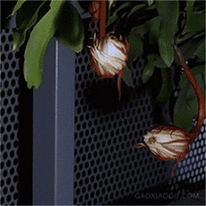 如果你不曾見過盛開的曇花,進來看看!
