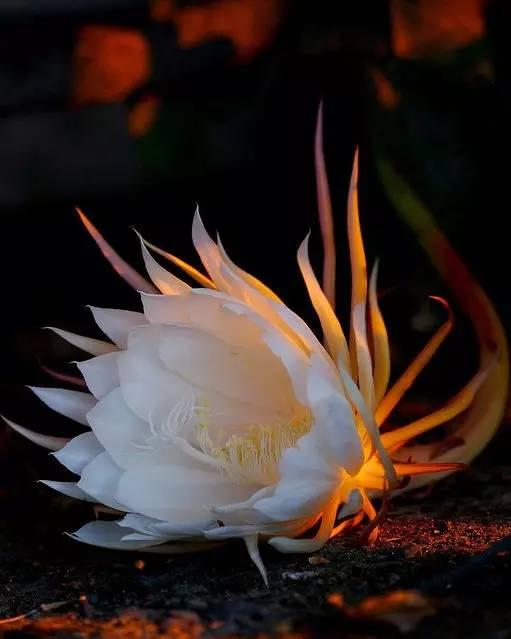 如果你不曾見過盛開的曇花,進來看看!