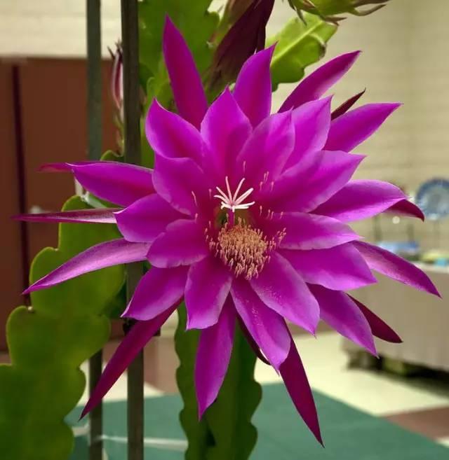 如果你不曾見過盛開的曇花,進來看看!