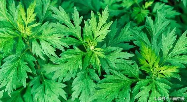 秋天泡泡腳,排毒百病消! 10大古方泡腳,為家人收好!