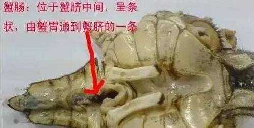 螃蟹有四個部位萬萬吃不得,一種人吃螃蟹就是在害自己