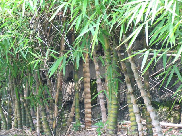 家裡養幾種這樣的盆栽，不僅能旺宅，還能保家人健康平安