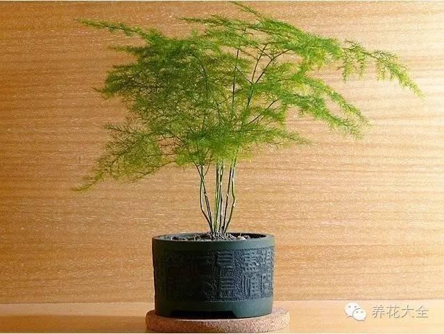 秋冬太冷,養花活不了? 50種花的越冬秘籍,愛看不看!