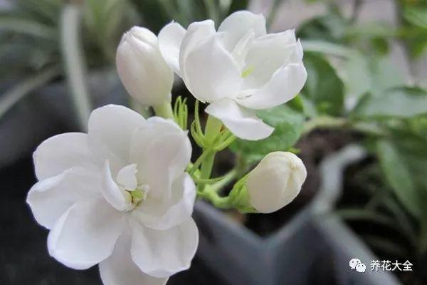 秋冬太冷,養花活不了? 50種花的越冬秘籍,愛看不看!