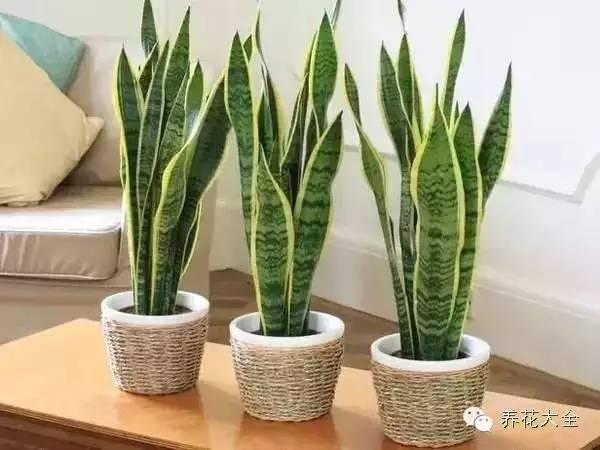 秋冬太冷,養花活不了? 50種花的越冬秘籍,愛看不看!