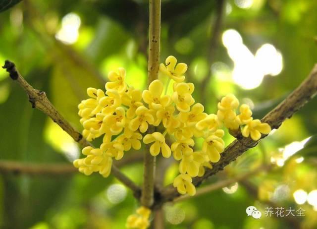 秋冬太冷,養花活不了? 50種花的越冬秘籍,愛看不看!