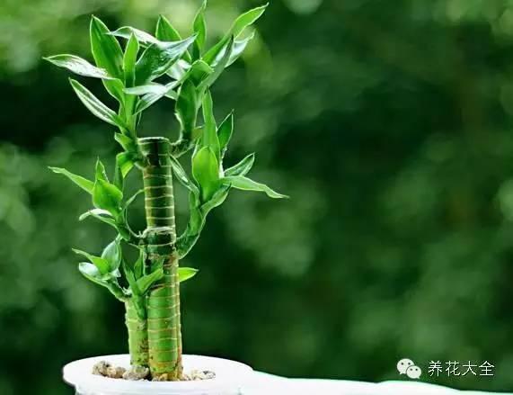 秋冬太冷,養花活不了? 50種花的越冬秘籍,愛看不看!