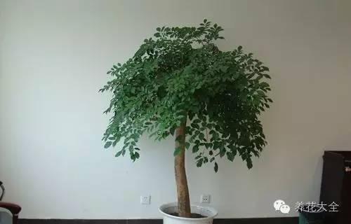 秋冬太冷,養花活不了? 50種花的越冬秘籍,愛看不看!