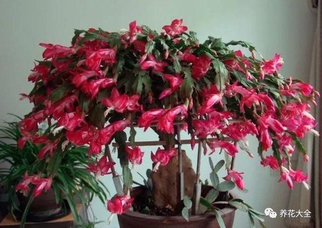 秋冬太冷,養花活不了? 50種花的越冬秘籍,愛看不看!