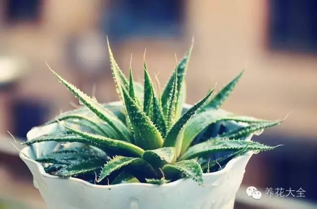 秋冬太冷,養花活不了? 50種花的越冬秘籍,愛看不看!