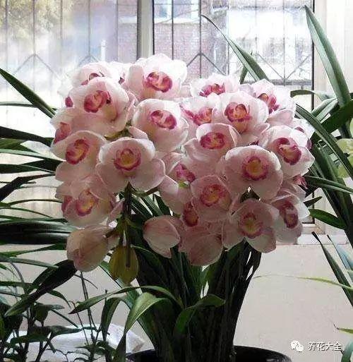 秋冬太冷,養花活不了? 50種花的越冬秘籍,愛看不看!