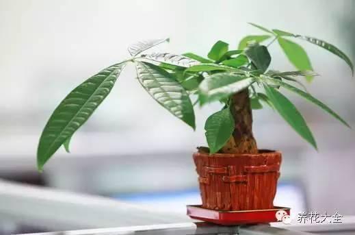 秋冬太冷,養花活不了? 50種花的越冬秘籍,愛看不看!