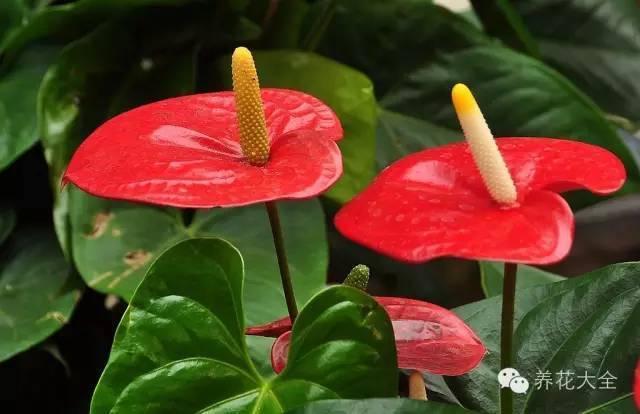 秋冬太冷,養花活不了? 50種花的越冬秘籍,愛看不看!