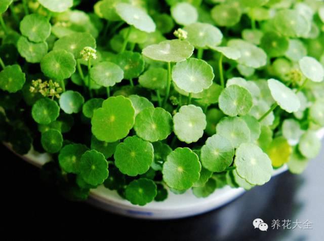秋冬太冷,養花活不了? 50種花的越冬秘籍,愛看不看!