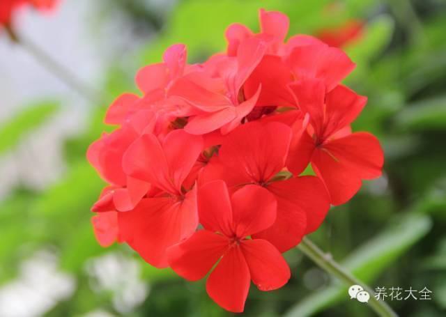 秋冬太冷,養花活不了? 50種花的越冬秘籍,愛看不看!