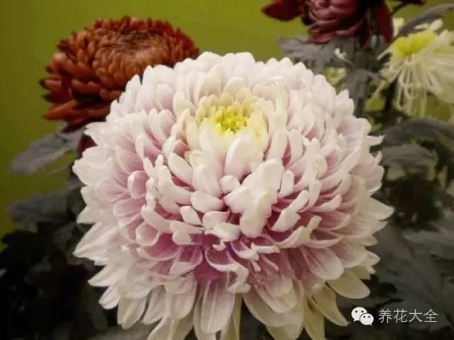 秋冬太冷,養花活不了? 50種花的越冬秘籍,愛看不看!